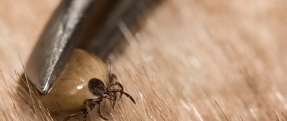 A tick being removed from a pet's fur near Sioux Falls, SD.