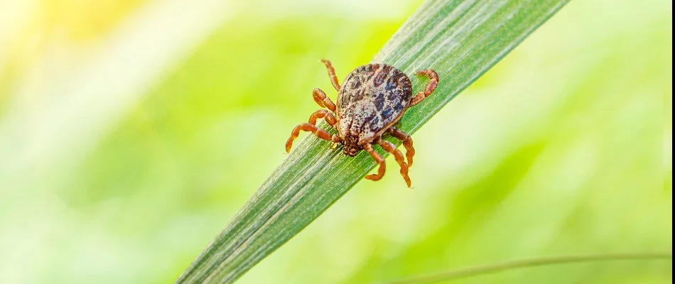A tick on a blade of grass in Sioux Falls, SD.