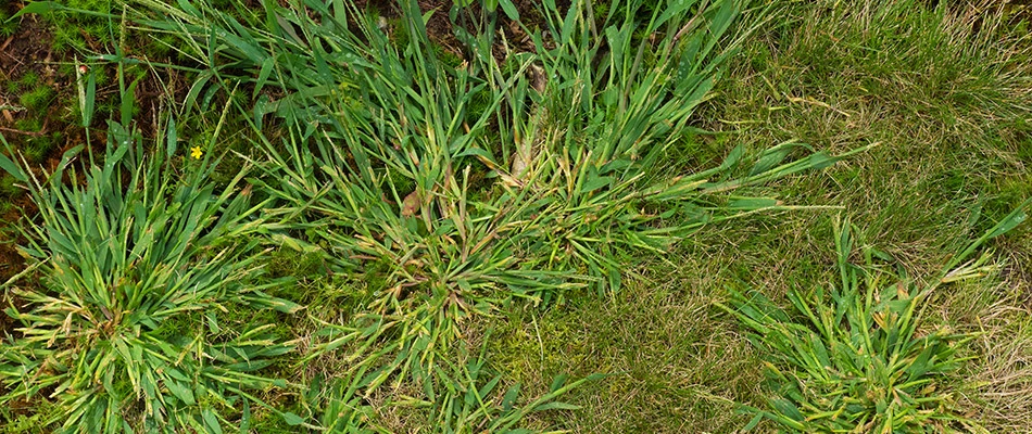 Is This Crabgrass?