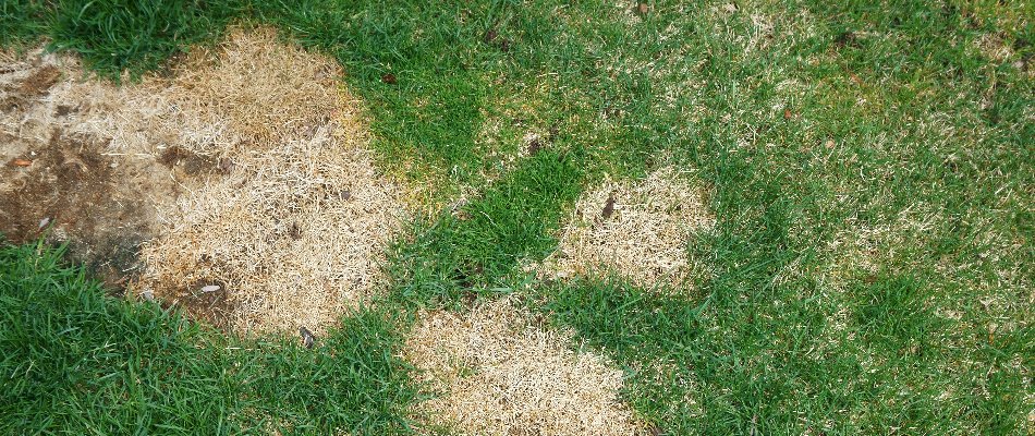 Is Your Lawn Struggling to Stay Healthy? Your Soil Could Be Too Acidic ...