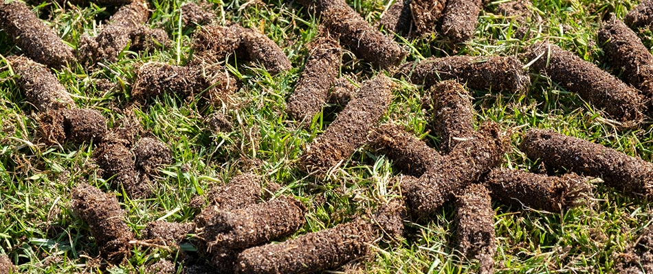 Aerated cores left on top of lawn in Lawton, IA.