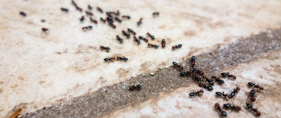 Ant infestation on concrete that leads into home entrance in Jefferson, SD.