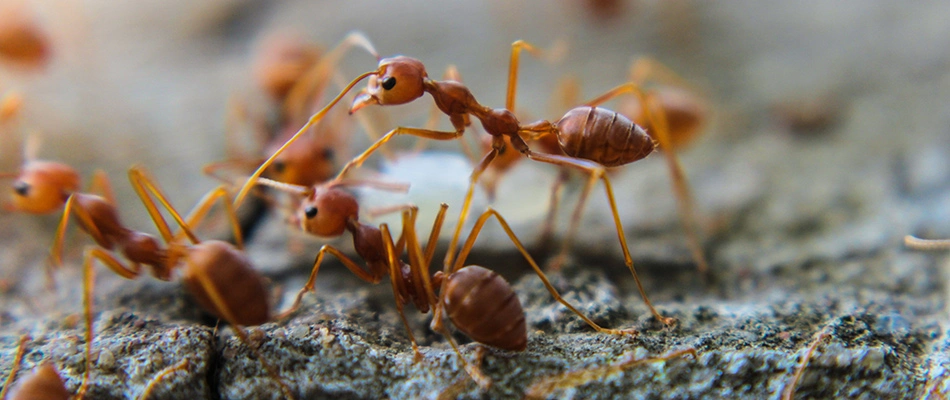 Ants found food in a home and have enveloped it near Sioux City, IA and nearby areas.