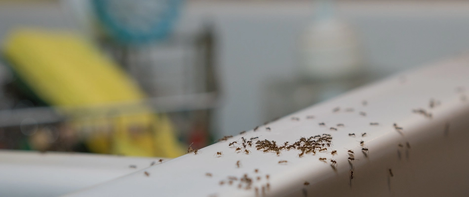 A colony of ants are scowering a kitchen sink after finding food there in Sioux Falls, SD.