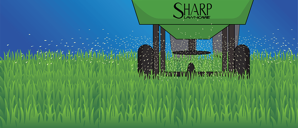 Infographic about overseeding services by Sharp Lawn Care.