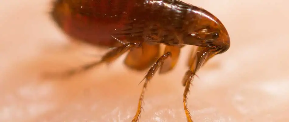 Close up photo of a flea found in %%sd-targetarea6full%%.