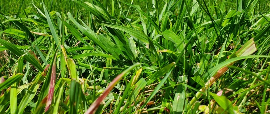 Crabgrass weed found in a lawn in Moville, IA.