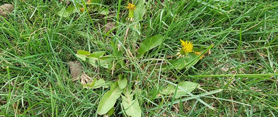Dandelion found in client's lawn needing treatment in Ponca, NE.