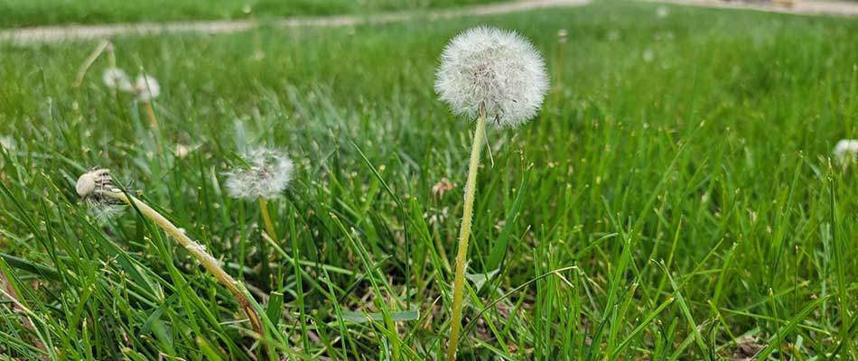 Dandelion weeds growing in a yard near Sioux Falls, SD.