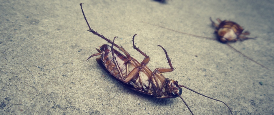 Dead cockroach over driveway on property in Sioux Falls, IA.