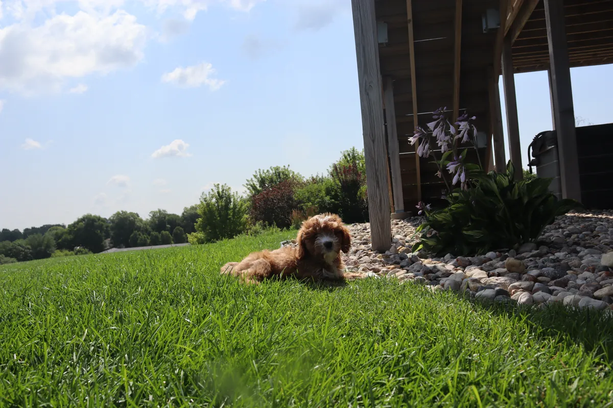 Dog relaxing on a healthy, mosquito-free lawn in the Siouxland area