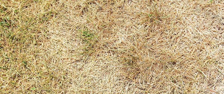 Harrisburg, SD lawn ridden with diseases.