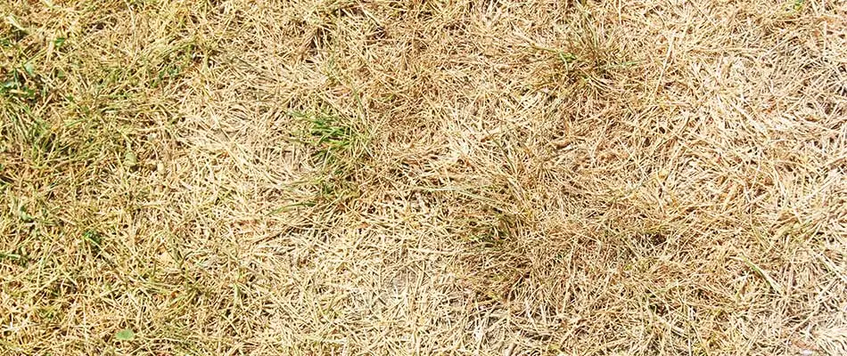 Harrisburg, SD lawn ridden with diseases.
