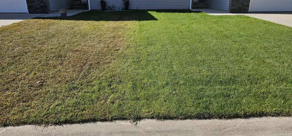 Side-by-side comparison of two adjacent lawns in the same neighborhood. The right side is a Sharp Lawn Care customer on our fertilization plan with a thick, deep green lawn. The left side is the neighbor's lawn, brown, patchy, and stressed without professional fertilization.