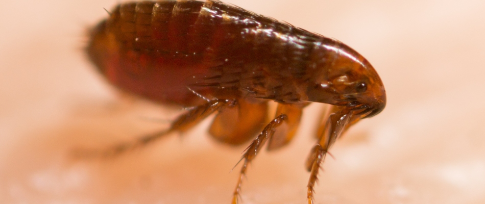A flea caught on a homeowner in Worthing, SD.