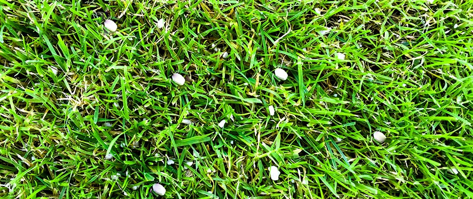Granular fertilizer being shown in lawn in Jefferson, SD.