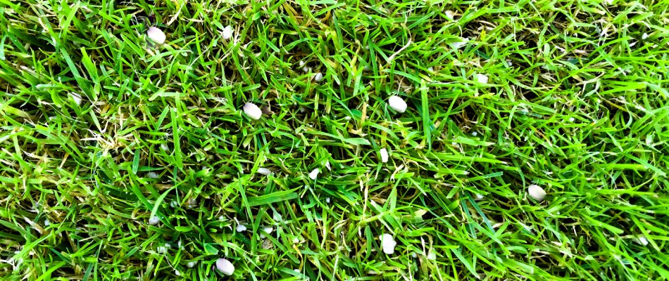 Granular fertilizer pellets in lawn in Lawton, IA.