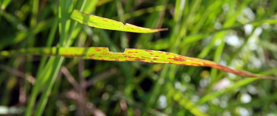 Blades of grass suffering from leaf spot lawn disease in the Sioux City, IA area.