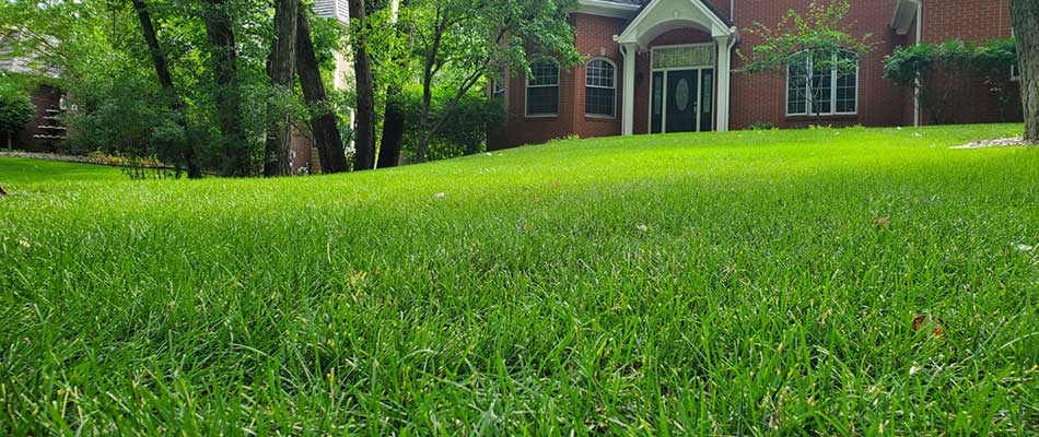 Healthy, well fertilized lawn in Sioux Falls, SD.