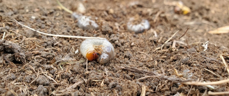 Grub laying in soil exposed in Ponca, NE.