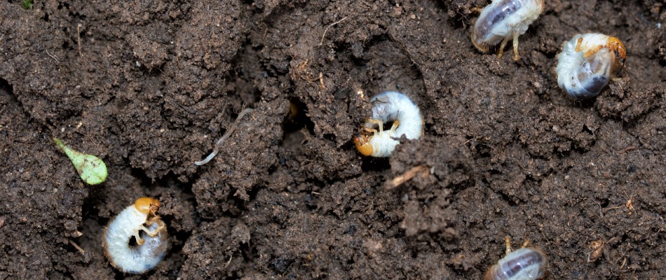 Grub infestation found in lawn soil in Dakota City, NE.