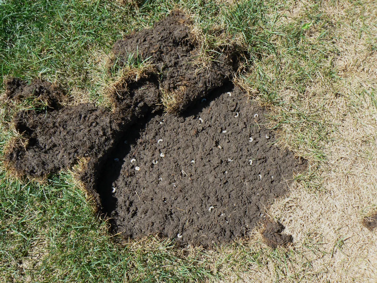 Grubs in soil causing brown patches on a lawn