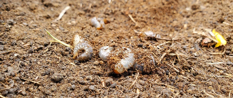 Grubs laying on top of soil in Lennox, SD.