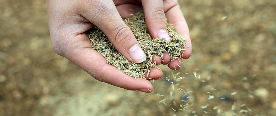 Hands spreading seeds near Akron, IA.