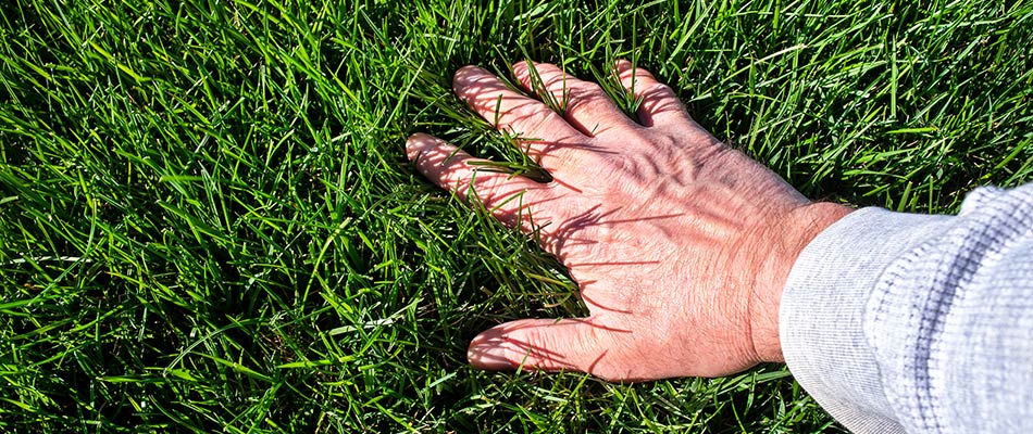 Lawn care professional assessing the health of a lawn by feeling the grass blades near Sioux City, IA.