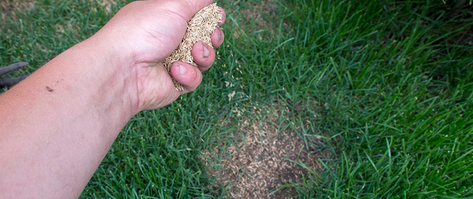 Lawn care professional pouring seeds over patchy lawn in Alcester, SD.