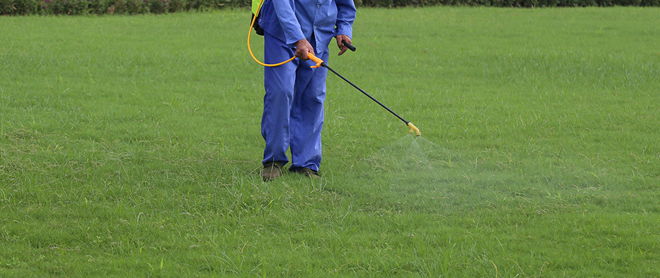 Lawn care professional spraying chigger pesticide on a lawn near