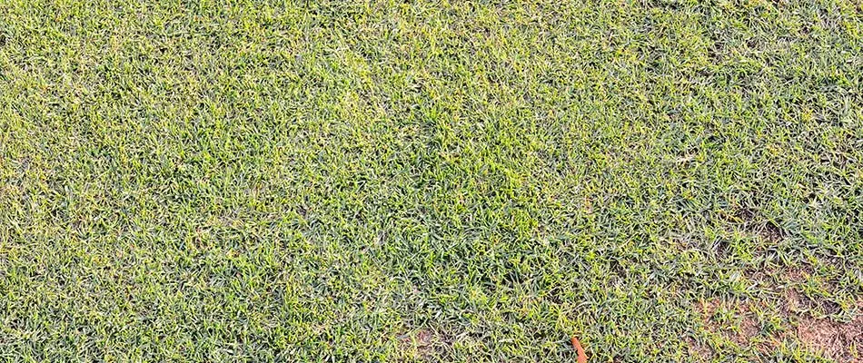 A lawn with dead grass caused by dehydratioin or leaf spot in the Sioux Falls, SD community and nearby areas.