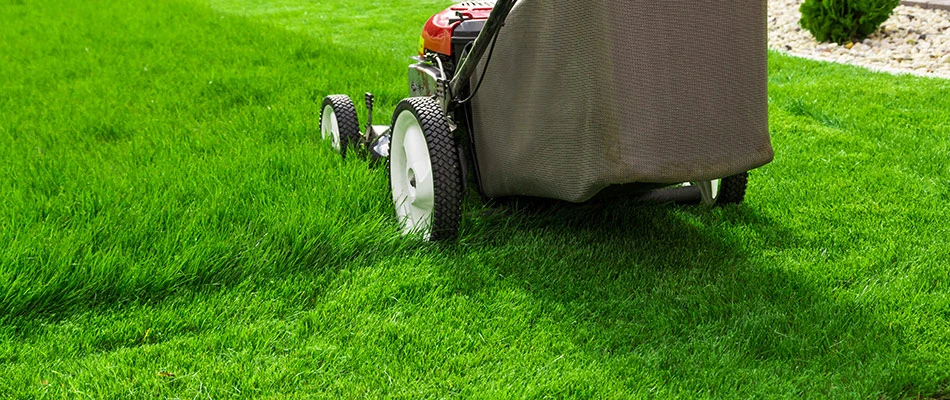 A beautifully healthy lawn being mowed by a home owner with his push mower.