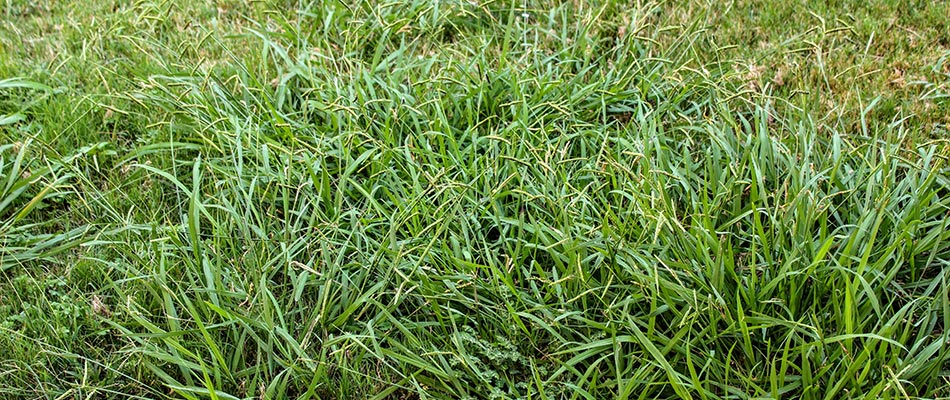 Crabgrass weeds overgrown in a lawn in and around the Sioux Falls, SD area.