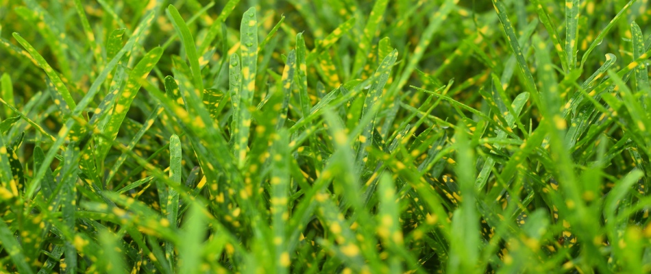 Leaf spot lawn disease found in client's lawn in Dakota Dunes, SD.