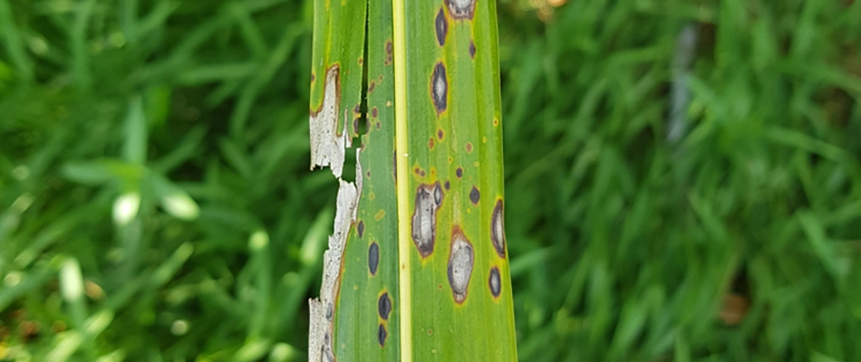 Leaf spot lawn disease in North Sioux City, SD.