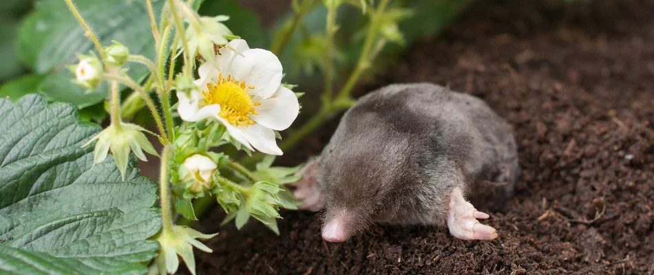 A mole in the soil near a flower.