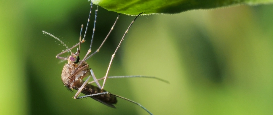 A mosquito hanging onto a grass blade in Le Mars, IA.