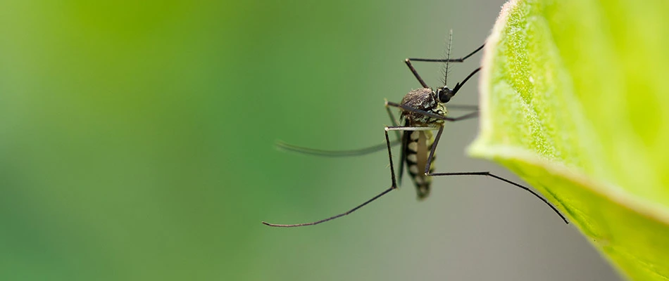 A close up on a mosquito sitting on a leaf by our potential customer's home in North Sioux City, SD. 