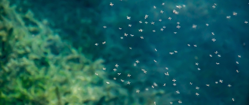 A group of mosquitos hovering over a body of water in Sioux City, IA.
