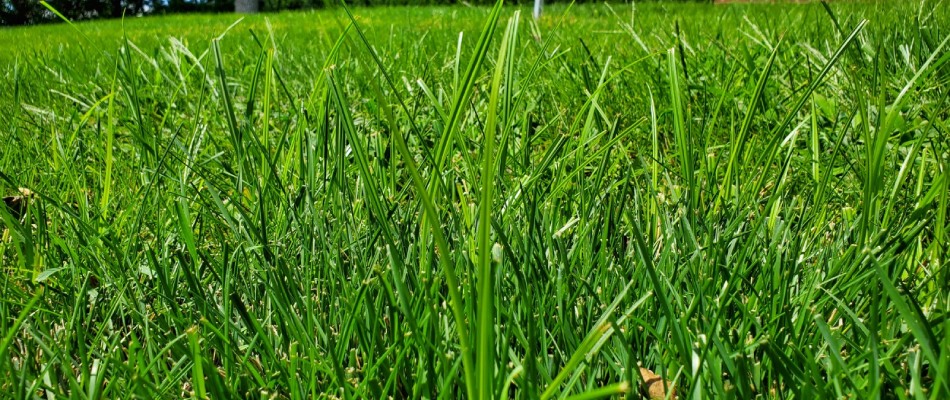 Nutsedge weeds found in client's lawn in Jefferson, SD.