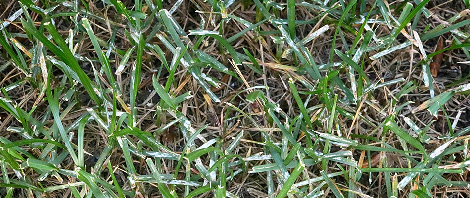 Powdery mildew in lawn in Sioux Falls, SD.