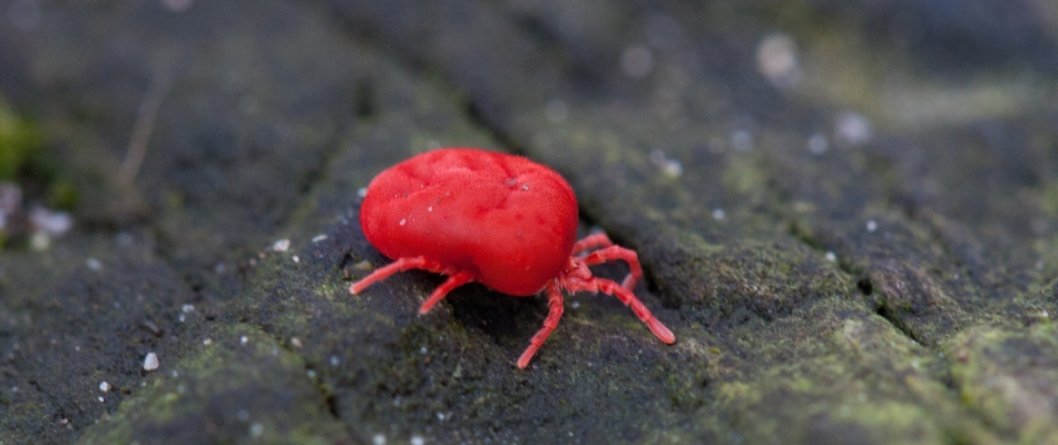Red chigger bug found on debris in lawn in Jackson, NE.