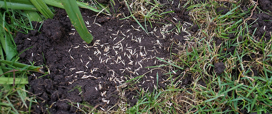 Seeds filling in bare patch in lawn in Harford, SD.