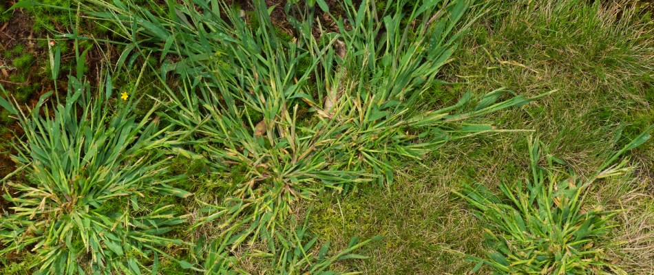 Strong crabgrass weed stealing nutrients from fertilized lawn in Dakota Dunes, NE.