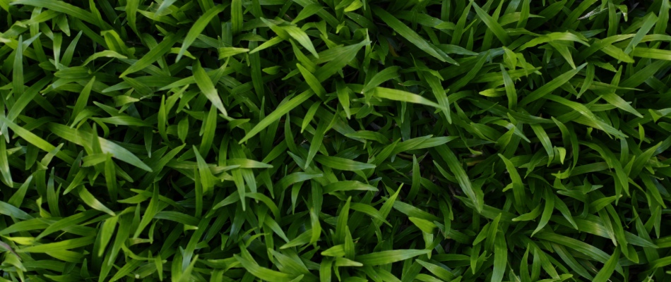 Vibrant and healthy lawn after fertilizer treatments in South Sioux City, NE.