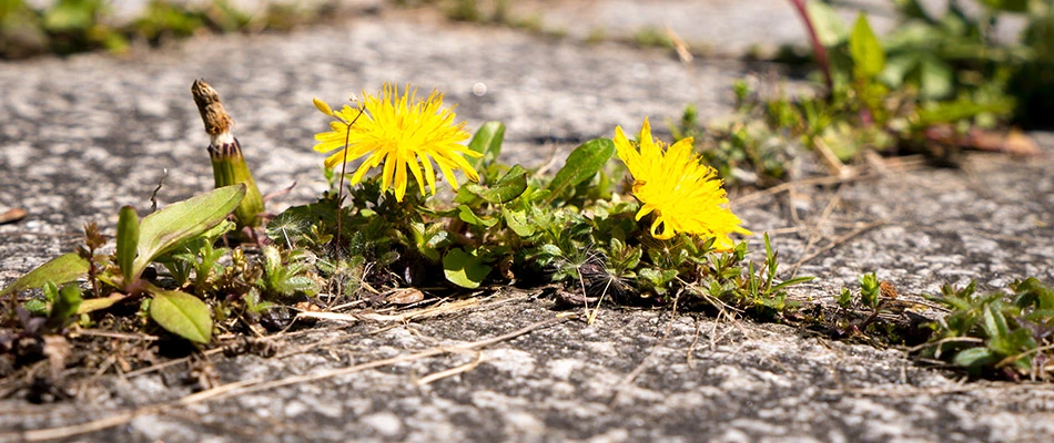 Close up on yellow flowering weeds growing between pavers by a home in South Sioux City, NE. 