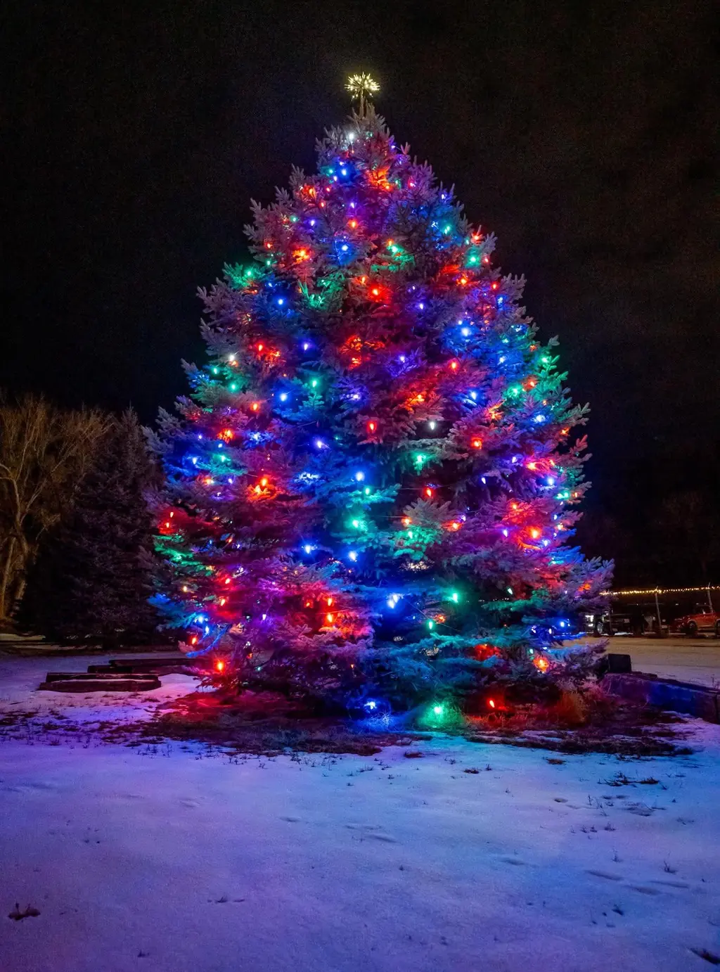 The same tall spruce at night, finished, wrapped in multicolor Christmas lights with the star lit on top