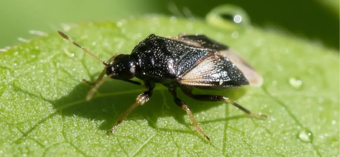 Minute Pirate Bugs in Fall: What They Are, Why They Bite, and What Actually Helps